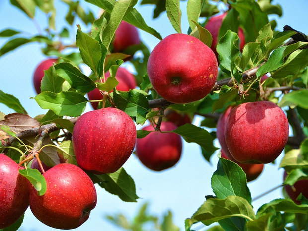 باغدار نمونه شهرستان پردیس ۳۵ تن سیب درختی پاییزه در هر هکتار برداشت کرد